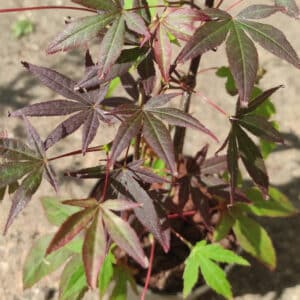 Graines d'Acer palmatum 'Artropurpureum', graines d'érable pourpre du Japon