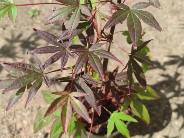 Graines d'Acer palmatum 'Artropurpureum', graines d'érable pourpre du Japon