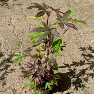 Graines d'Acer palmatum 'Artropurpureum', Spécimen d'érable pourpre du Japon