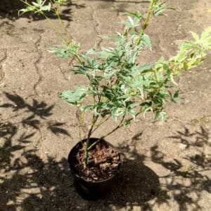 Plant d'Acer palmatum 'Butterfly', Plant d'érable palmé 'Butterfly'