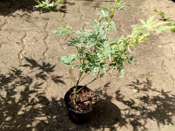 Plant d'Acer palmatum 'Butterfly', Plant d'érable palmé 'Butterfly'