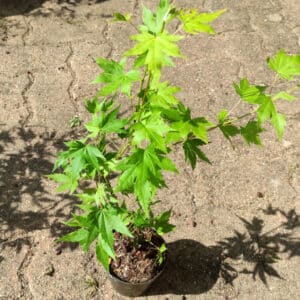 Plants d'Acer palmatum 'Orange Dream', Spécimen d'érable palmé 'Orange Dream', Plants d'érable palmé 'Orange Dream'