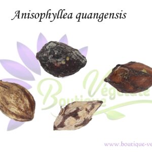 Graines d'Anisophyllea quangensis, Anisophyllea quangensis seeds