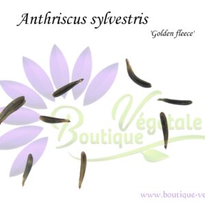 Graines d'Anthriscus sylvestris 'Golden fleece', Anthriscus sylvestris 'Golden fleece' seeds