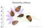 Graines de Myrianthus arboreus, Myrianthus arboreus seeds