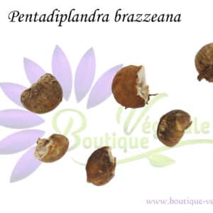 Graines de Pentadiplandra brazzeana, Pentadiplandra brazzeana seeds