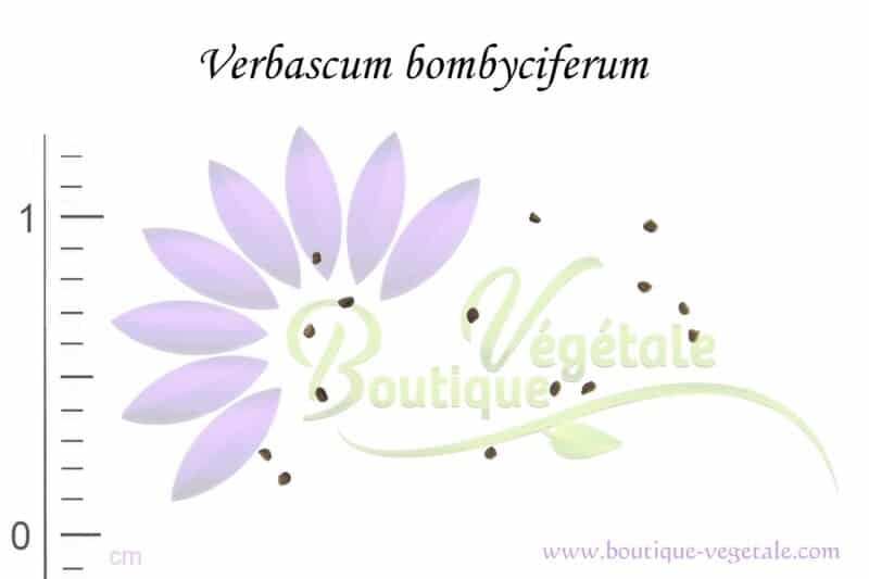 Graines de Verbascum bombyciferum, Verbascum bombyciferum seeds