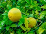 Poncirus trifoliata, poncirier, oranger trifolié, graines poncirus, graines poncirier, graines oranger trifolié, achat poncirus trifoliata