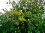 Punica granatum, Grenadier, fruits du grenadier, grenades sur arbre, graines de grenade, graines grenadier, graines punica granatum
