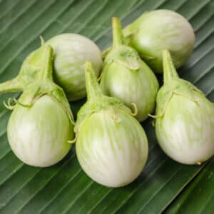 Graines de Solanum melongena, graines d'Aubergine ronde blanche