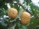 10 Graines De Pomme Cannelle (Annona Cherimola) - Arbre Fruitier Tropical, Chérimoyer, Facile à Cultiver