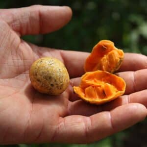 Graines d'Annona senegalensis, Graines de Pommier cannelle du Sénégal