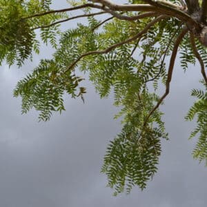 Graines Boswellia serrata, Graines d'arbre à encens indien
