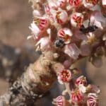 Graines Boswellia serrata, Graines d'arbre à encens indien