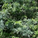 Graines de Chloroxylon swietenia, Graines de Citronnier de Ceylan