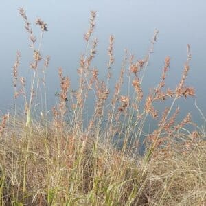 Graines de Cymbopogon martini, Graines de Palmarosa