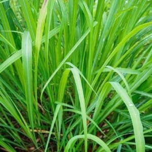 Graines de Cymbopogon martini, Graines de Palmarosa