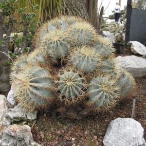 Graines de Ferocactus glaucescens, Graines de cactus tonneau bleu-vert
