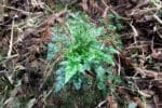 Coptis chinensis, graines coptis chinensis, semences, coptis chinensis, tiges coptide de Chine, plant de Coptide de Chine