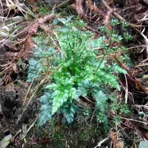 Coptis chinensis, graines coptis chinensis, semences, coptis chinensis, tiges coptide de Chine, plant de Coptide de Chine