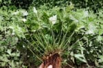 Coptis chinensis, graines coptis chinensis, semences, coptis chinensis, tiges coptide de Chine, racines de Coptide de Chine