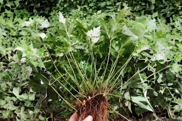 Graines De Coptis Chinensis Coptide Chinoise Boutique V g tale