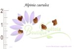 Graines d'Alpinia caerulea, Alpinia caerulea seeds