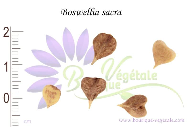 Graines de Boswellia sacra, Boswellia sacra seeds