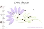 Graines de Coptis chinensis, Coptis chinensis seeds