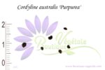Graines de Cordyline australis var. purpurea, Cordyline australis var. purpurea seeds