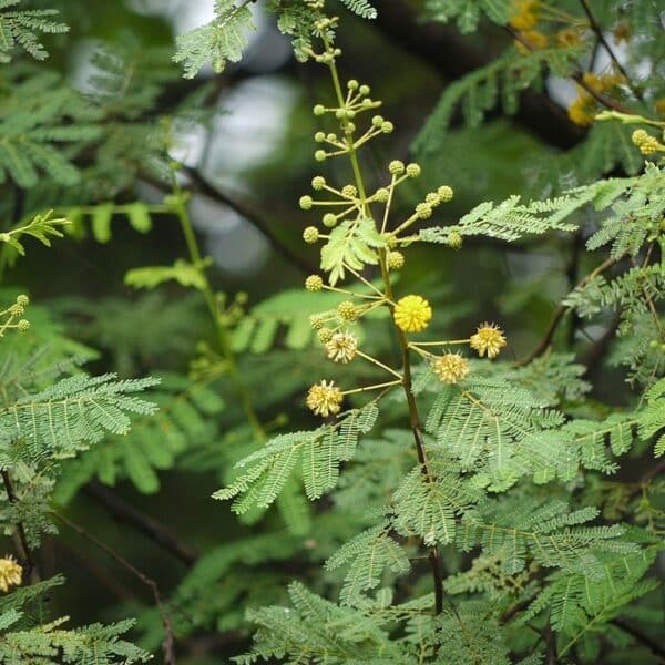 Graines d'Acacia nilotica - Gommier rouge - Boutique Végétale