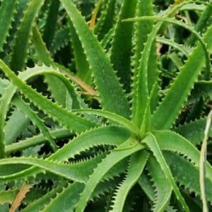 Plants d'Aloe arborescens, Graines d'Aloe de Krantz, Plants d'Aloe de Krantz