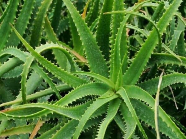 Plants d'Aloe arborescens, Graines d'Aloe de Krantz, Plants d'Aloe de Krantz