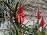 Plants d'Aloe arborescens 'Variegated', Fleurs d'Aloe de Krantz panaché