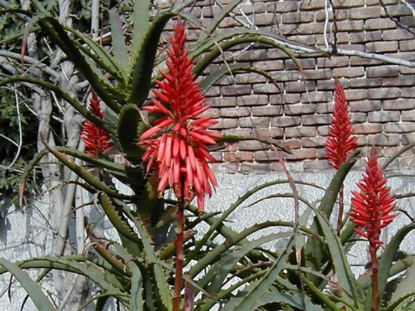 Plants d'Aloe arborescens 'Variegated', Fleurs d'Aloe de Krantz panaché