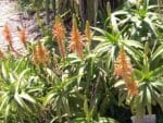 Plants d'Aloe arborescens 'Variegated', Graines d'Aloe de Krantz panaché