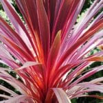 Graines de Cordyline obtecta 'Purpurea', Graines de Cordyline compacte pourpre