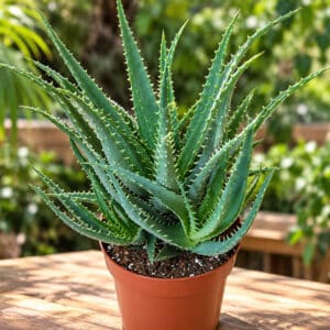 Plants d'Aloe arborescens, Plants d'Aloe candélabre, plant en pot Aloès candélabre