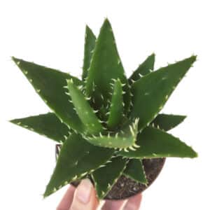 Plants d'Aloe perfoliata, Plants d'Aloe mitriformis