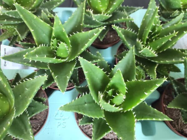 Plants d'Aloe perfoliata - Plants d'Aloe mitriformis