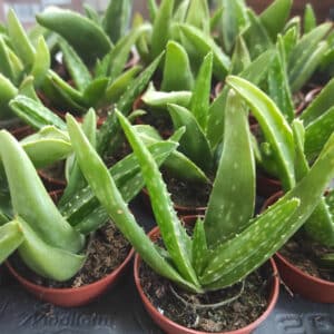 Plants d'Aloe vera, graines Aloe vera, Aloe barbadensis