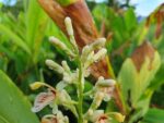 Amomum verum en fin de floraison, fleurs et fruits Cardamome Krevanh, Graines d'Amomum verum, Graines Cardamome krevanh