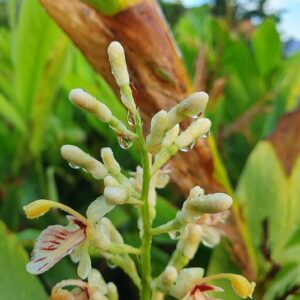 Amomum verum en fin de floraison, fleurs et fruits Cardamome Krevanh, Graines d'Amomum verum, Graines Cardamome krevanh