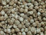 Amomum verum, Fruits et graines de Cardamome Krevanh, Graines d'Amomum verum, semences Amomum krevanh