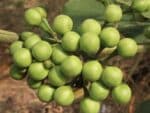 Amomum verum, Fruits sur branche de Cardamome krevanh, Graines d'Amomum verum, Graines Cardamomem krevanh