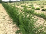 Artemisia annua plants, Armoise annuelle culture, Graines Artemisia annua, graines armoise annuelle, semences artemisia annua, plants d'armoise annuelle