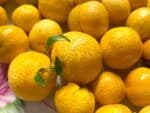 Citrus glauca, Desert lime fruits, Graines de Citrus glauca, graines Eremocitrus glauca, graines desert lime