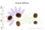 Graines d'Acacia nilotica, Acacia nilotica seeds, graines de gommier rouge
