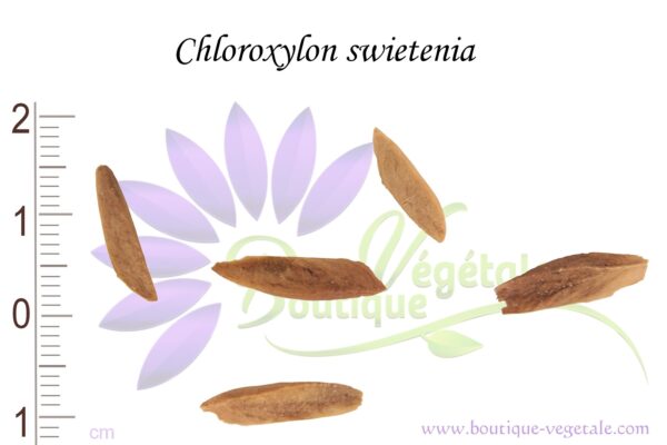 Graines de Chloroxylon swietenia, Chloroxylon swietenia seeds, Graines du Citronnier de Ceylan