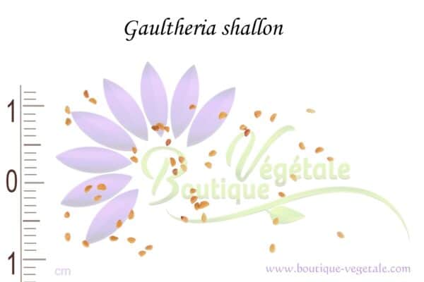 Graines de Gaultheria shallon, Gaultheria shallon seeds, Graines de Gualthérie Shallon
